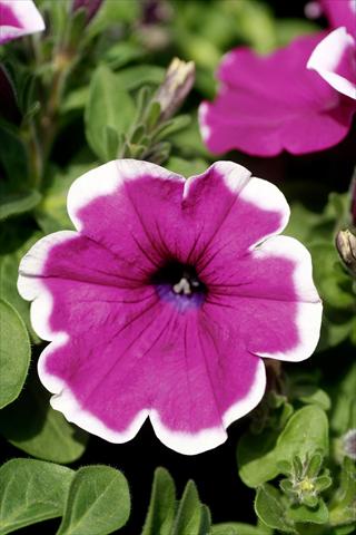 photo of flower to be used as: Pot, patio, basket Petunia Famous™ Lilac Picotee