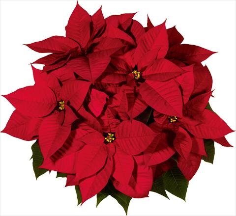 photo of flower to be used as: Pot Poinsettia - Euphorbia pulcherrima Christmas Day