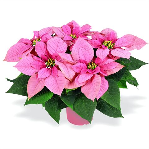 photo of flower to be used as: Pot Poinsettia - Euphorbia pulcherrima RED FOX Premium Lipstick Pink