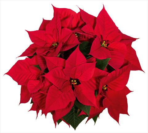 photo of flower to be used as: Pot Poinsettia - Euphorbia pulcherrima Christmas Eve