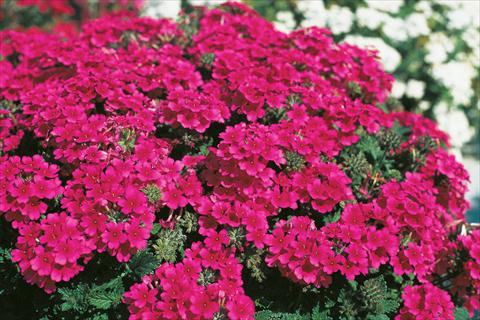 photo of flower to be used as: Pot, patio, basket Verbena Compact Lascar® Hot Rose