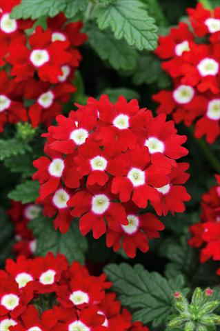 photo of flower to be used as: Pot, patio, basket Verbena Fuego® Red with Eye