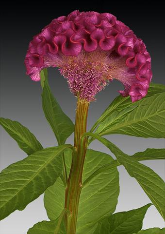photo of flower to be used as: Pot and bedding Celosia argentea cristata Act Dara