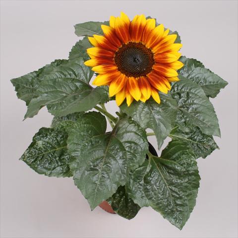 photo of flower to be used as: Pot and bedding Helianthus annuus Sunsation Flame Exp