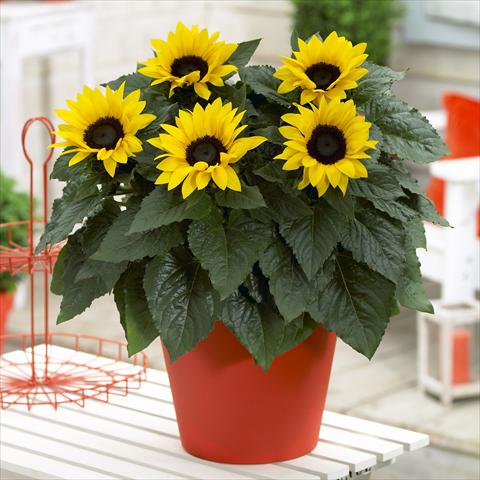 photo of flower to be used as: Pot and bedding Helianthus annuus Sunsation Yellow