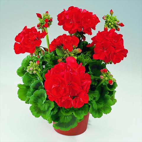 photo of flower to be used as: Pot Pelargonium zonale RED FOX Green Series Aida