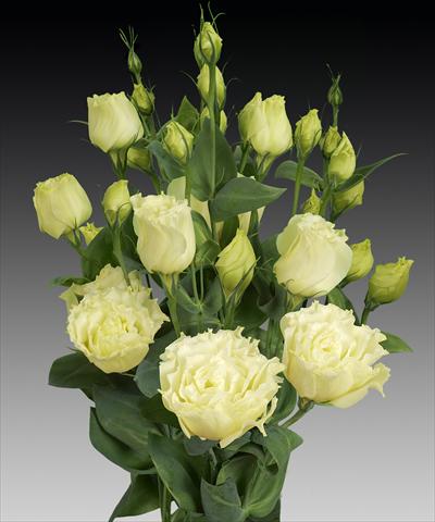 photo of flower to be used as: Cutflower Lisianthus (Eustoma rusellianum) Cessna Yellow Improved