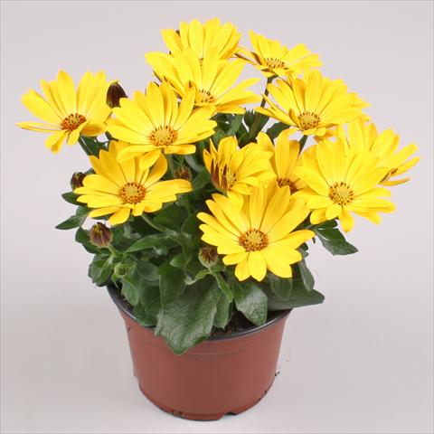 photo of flower to be used as: Pot and bedding Osteospermum Cape Daisy® Yellow Halo