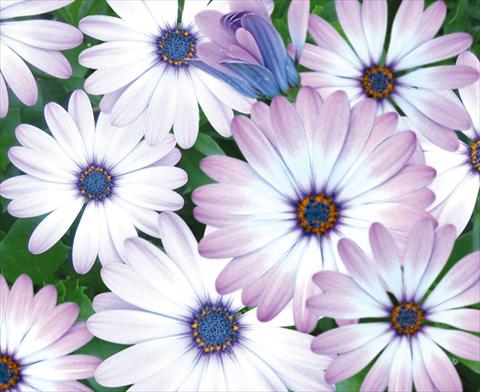 photo of flower to be used as: Pot and bedding Osteospermum Cape Daisy® Zanzibar Rose Bicolor