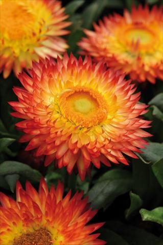 photo of flower to be used as: Pot and bedding Bracteantha bracteatum Dreamtime™ Jumbo Red Ember
