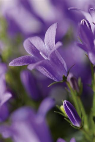 photo of flower to be used as: Pot and bedding Campanula portenschlagiana Catarina