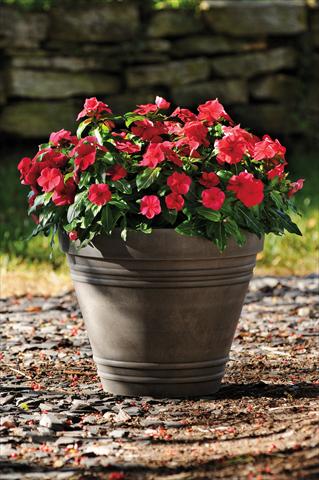photo of flower to be used as: Pot and bedding Catharanthus roseus - Vinca Titan F1 Red Dark