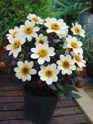photo of flower to be used as: Pot and bedding Dahlia Happy Days Cream