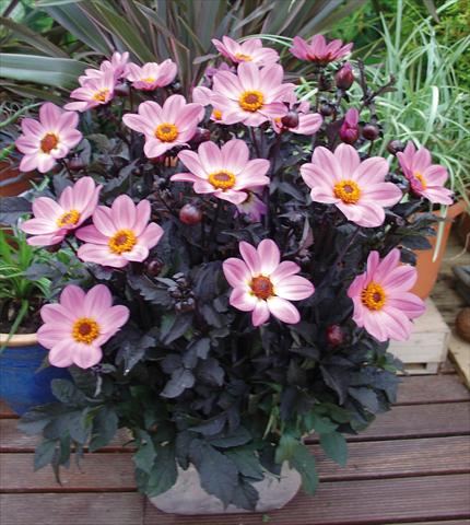photo of flower to be used as: Pot and bedding Dahlia Happy Days Pink
