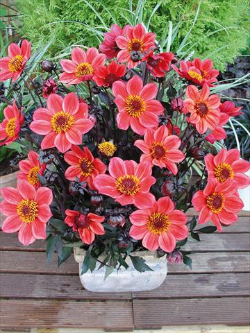 photo of flower to be used as: Pot and bedding Dahlia Happy Days Red