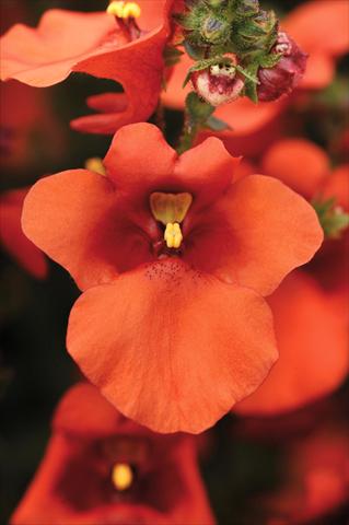 photo of flower to be used as: Pot and bedding Diascia Juliet™ Orange