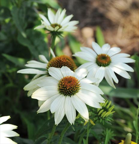 photo of flower to be used as: Pot and bedding Echinacea purpurea PowWow™ White