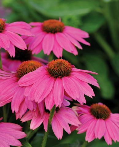 photo of flower to be used as: Pot and bedding Echinacea purpurea PowWow™ Wild Berry