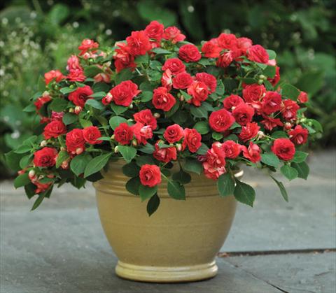 photo of flower to be used as: Pot and bedding Impatiens walleriana Fiesta™ Sunrise Red
