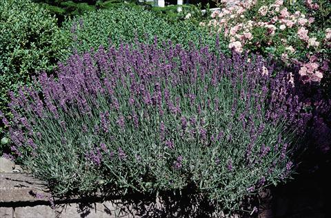 photo of flower to be used as: Pot and bedding Lavandula angustifolia Hidcote compact