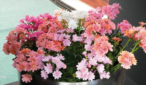 photo of flower to be used as: Pot and bedding Lewisia cotyledon Regenbogen