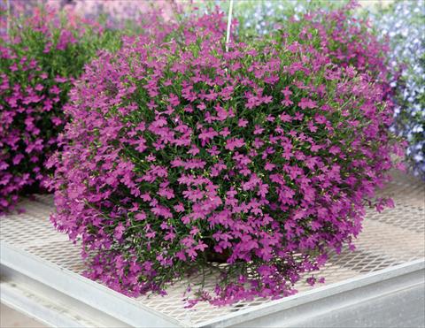 photo of flower to be used as: Pot, patio, basket Lobelia Purple Star