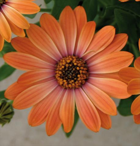 photo of flower to be used as: Pot and bedding Osteospermum Astra™ Orange Sunrise