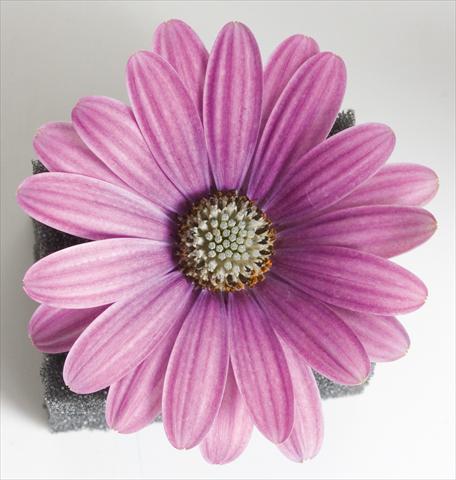 photo of flower to be used as: Pot and bedding Osteospermum Astra™ Rose with Eye