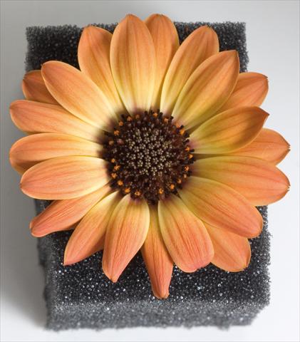 photo of flower to be used as: Pot and bedding Osteospermum Astra™ Yellow Apricot