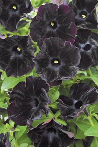 photo of flower to be used as: Pot, patio, basket Petunia Mystical Black Velvet