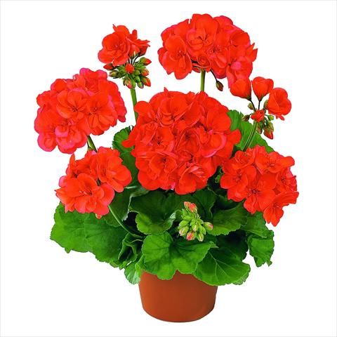 photo of flower to be used as: Pot Pelargonium zonale RED FOX Green Series Nobila
