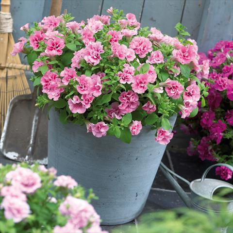 photo of flower to be used as: Pot, patio, basket Petunia Viva® Double Pink