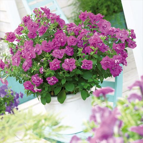 photo of flower to be used as: Pot, patio, basket Petunia Viva® Double Purple