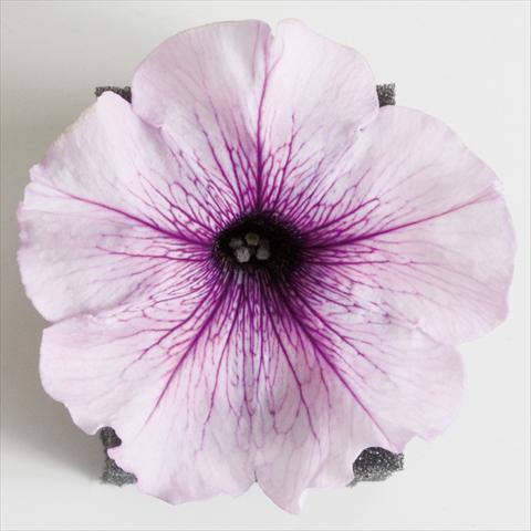 photo of flower to be used as: Pot, patio, basket Petunia Viva® Lilac Vein