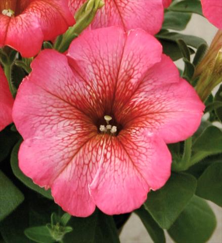photo of flower to be used as: Pot, patio, basket Petunia Viva® Rose Blush