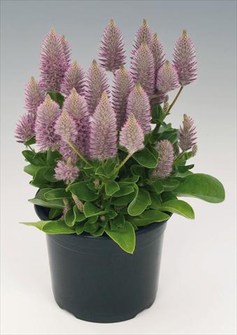 photo of flower to be used as: Pot and bedding Ptilotus exaltatus Joey