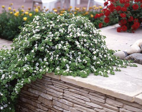 photo of flower to be used as: Pot, patio, basket Bacopa (Sutera cordata) Baja White
