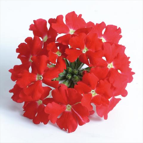 photo of flower to be used as: Pot, patio, basket Verbena Venturi™ Scarlet