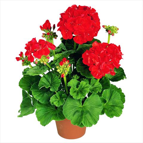 photo of flower to be used as: Pot Pelargonium zonale RED FOX Green Series Präludium