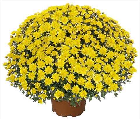 photo of flower to be used as: Pot and bedding Chrysanthemum multiflora Pamplona Jogger Yellow