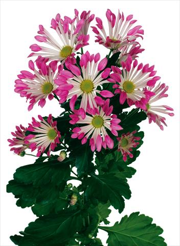 photo of flower to be used as: Pot and bedding Chrysanthemum Dance