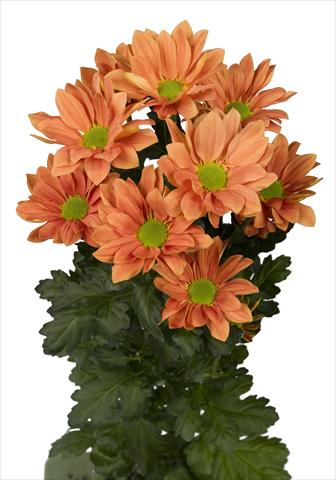 photo of flower to be used as: Pot and bedding Chrysanthemum Grand Orange