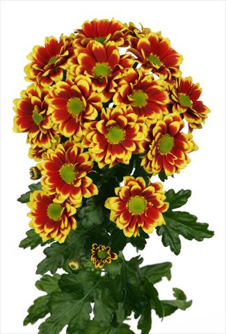 photo of flower to be used as: Pot and bedding Chrysanthemum Raisa