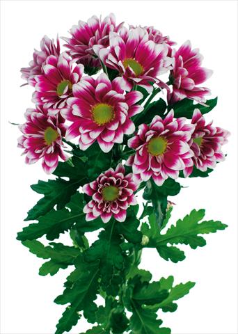 photo of flower to be used as: Pot and bedding Chrysanthemum Soundtrack