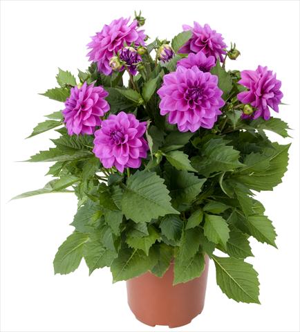 photo of flower to be used as: Pot and bedding Dahlia Dahlinova Hypnotica® Lavender
