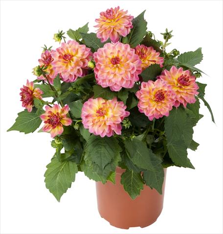 photo of flower to be used as: Pot and bedding Dahlia Dahlinova Hypnotica® Rose Bicolor