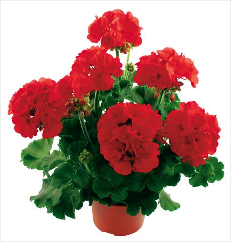 photo of flower to be used as: Pot Pelargonium zonale Summer Idols® True Red