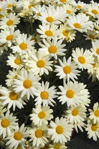 photo of flower to be used as: Pot and bedding Argyranthemum frutescens Daisy Crazy Summit Yellow