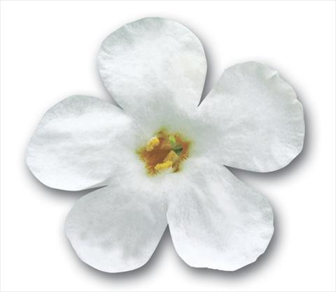 photo of flower to be used as: Pot, patio, basket Bacopa (Sutera cordata) Secrets® XXL White