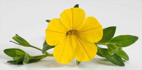 photo of flower to be used as: Pot, patio, basket Calibrachoa Caloha Yellow